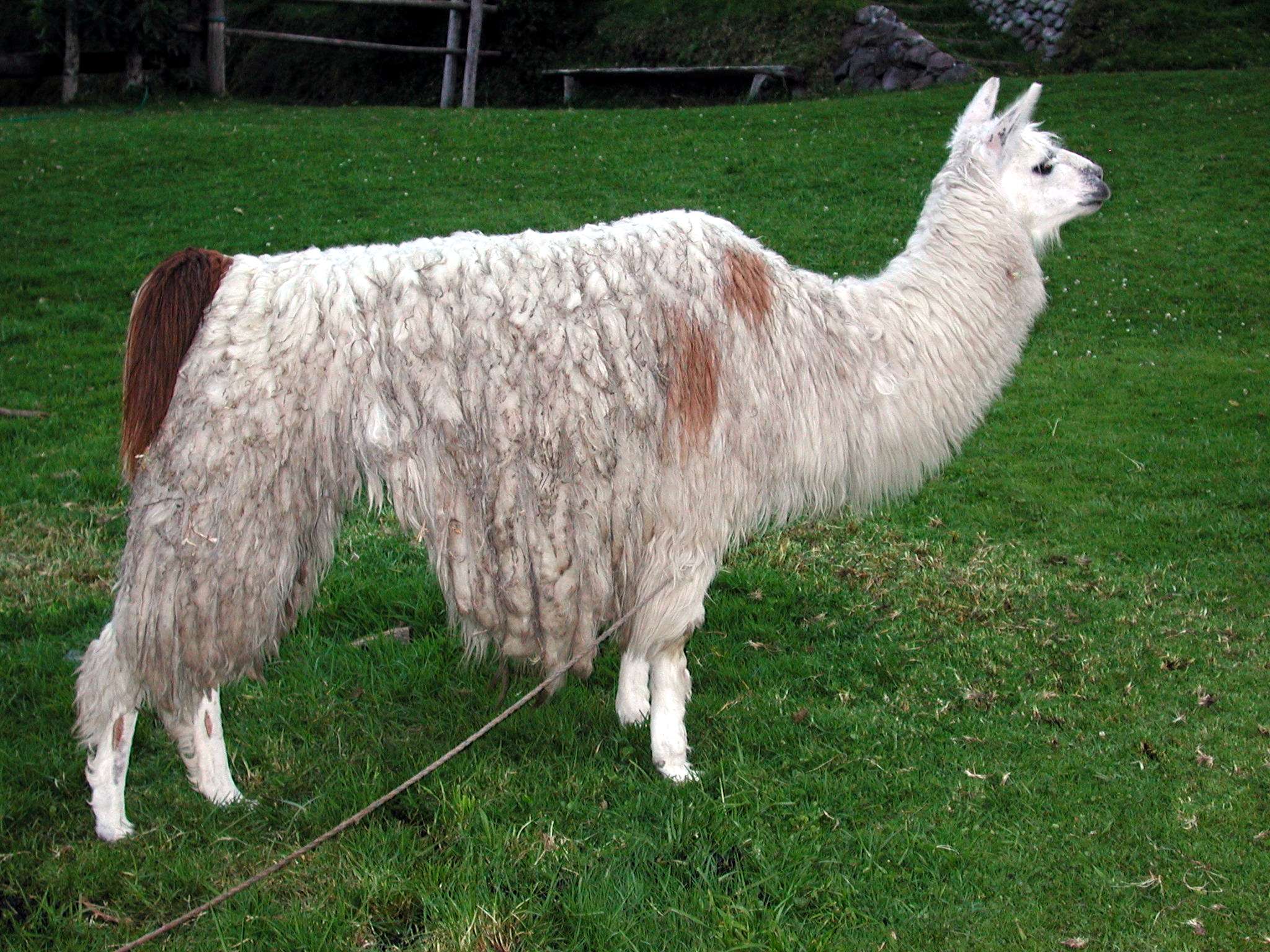 Llama