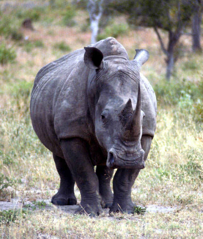 Rhino